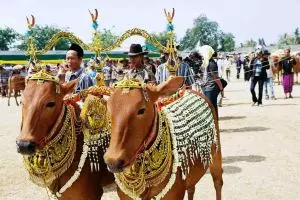 10 Fakta tentang sapi di Madura yang harus kamu tahu, unik banget!
