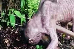 Akhirnya, makhluk mirip Gollum di Kalimantan berhasil diselamatkan