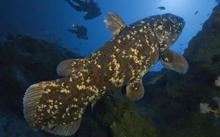 Diperkirakan punah 60 juta tahun lalu, ikan ini nongol di Indonesia
