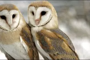 7 Hewan ini punya sifat setia bahkan melebihi manusia, lho!