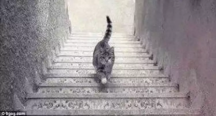 Dunia dibikin geger! Kucing ini naik atau turun?