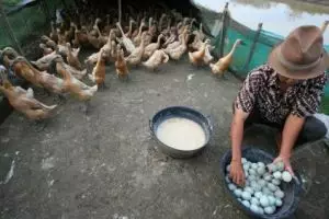 Suka makan telur bebek? Ini 6 fakta yang belum banyak kamu tahu