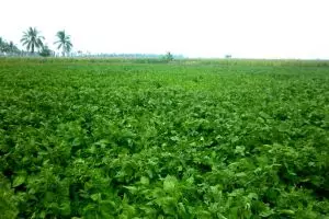 Wow, sengatan listrik percepat pertumbuhan kedelai