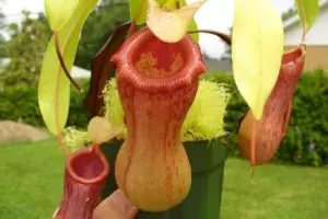 Mengenal tanaman Kantong Semar, cuma dilestarikan Kebun Raya Cibodas