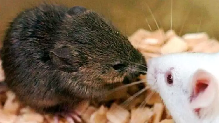 Fakta unik: Tikus jantan nyatakan cintanya ke betina lewat lagu cinta!