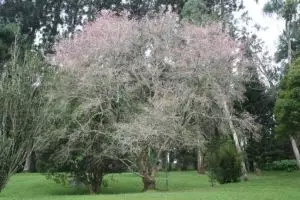 Rasakan sensasi Jepang di Kebun Raya Cibodas