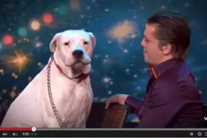 VIDEO: Anjing ini bisa nyanyi 'I Will Always Love You', Gokil banget!