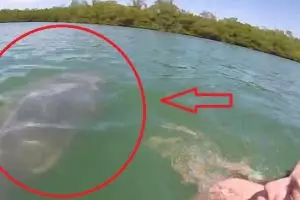 Rekam hewan raksasa mirip dugong pakai tongsis, wanita ini ketakutan