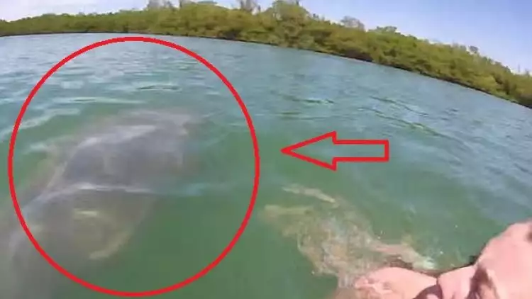Rekam hewan raksasa mirip dugong pakai tongsis, wanita ini ketakutan