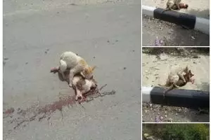 Luar biasa, kucing menolong sesama kucing korban ketabrak