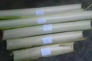 Di tangan mahasiswa UII Jogja, gedebok pisang jadi diapers bayi