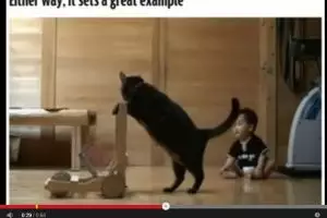VIDEO: Kucing ajari balita berjalan dengan dua kaki, amazing!