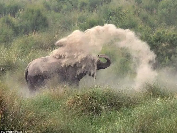 Mandi debu, cara gajah lindungi kulit dan lawan gigitan serangga