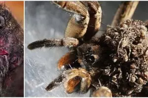 Muka ganas ini gendong ratusan bayinya di punggung