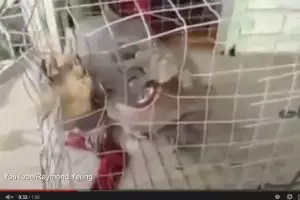 VIDEO: Hewan misterius kunyah kandangnya sendiri