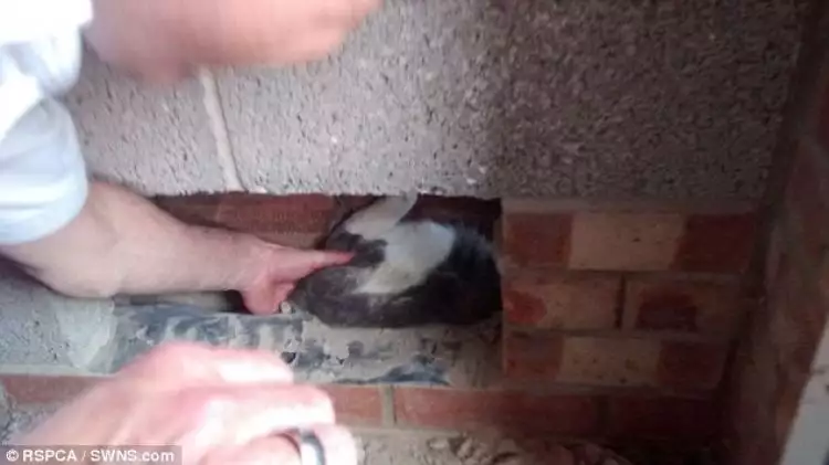 Kucing lucu ini terjepit di dinding lalu diselamatkan petugas damkar