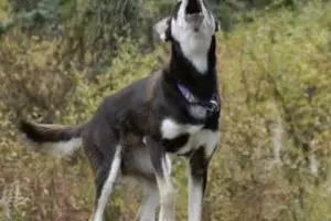 7  hewan ini mistis dan bisa menjadi pertanda sesuatu, percaya?