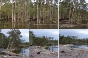 VIDEO: Misteri lubang pemakan belasan pohon hanya dalam 30 detik