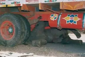 Aneh! Bagaimana bisa gajah sebesar ini dilindas truk