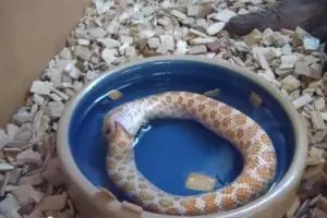 Aneh, ular ini malah makan ekornya sendiri! Mau bunuh diri?