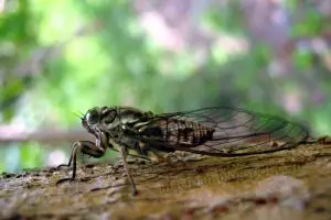 Kuliner ekstrem khas Gunungkidul, lezatnya garengpung goreng