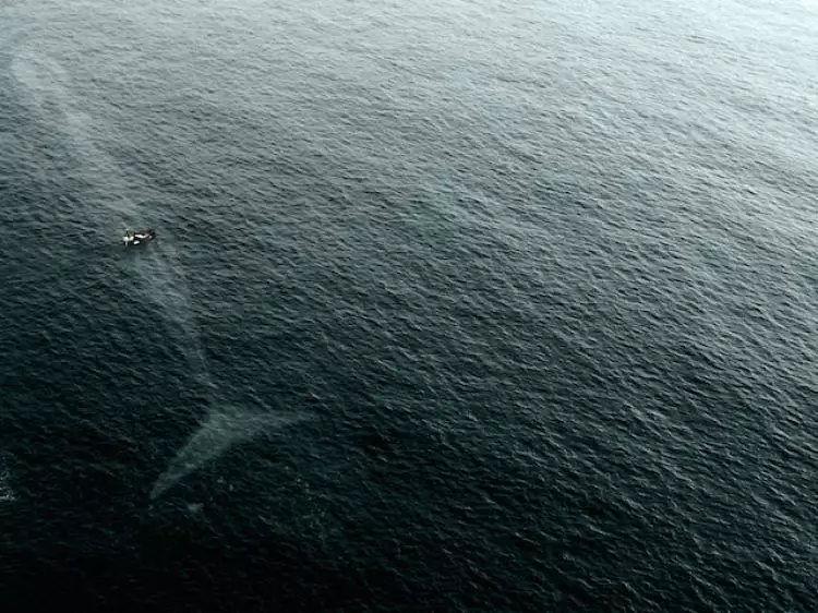 Geger penampakan paus raksasa tertangkap kamera picu perdebatan