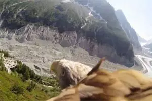 VIDEO: Pemandangan menakjubkan dari kamera di sayap burung elang