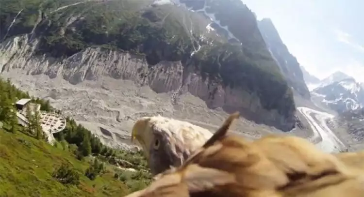 VIDEO: Pemandangan menakjubkan dari kamera di sayap burung elang