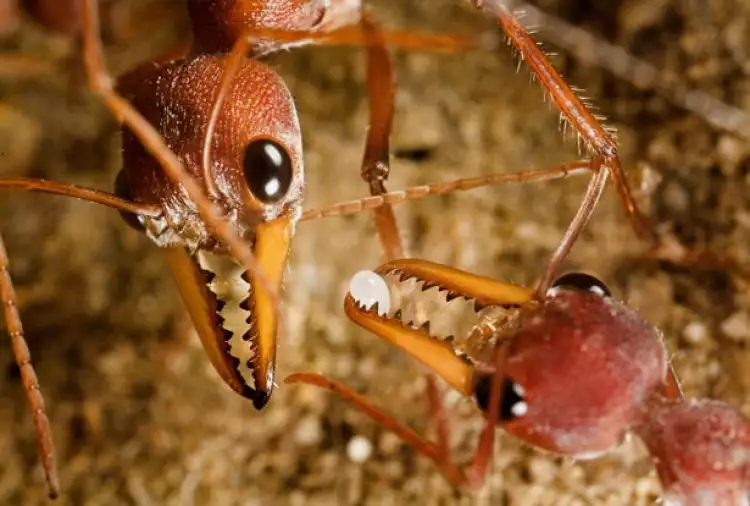 Ini semut terganas dunia, gigitannya bisa bunuh orang dalam 15 menit
