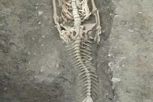 Kecerobohan sains tentang penemuan fosil putri duyung