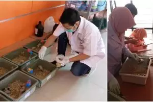 Kini diabetes bisa diobati pakai rumput gulma, murah meriah!