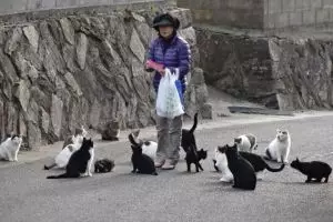 Di pulau ini populasi kucing lebih banyak dari manusianya