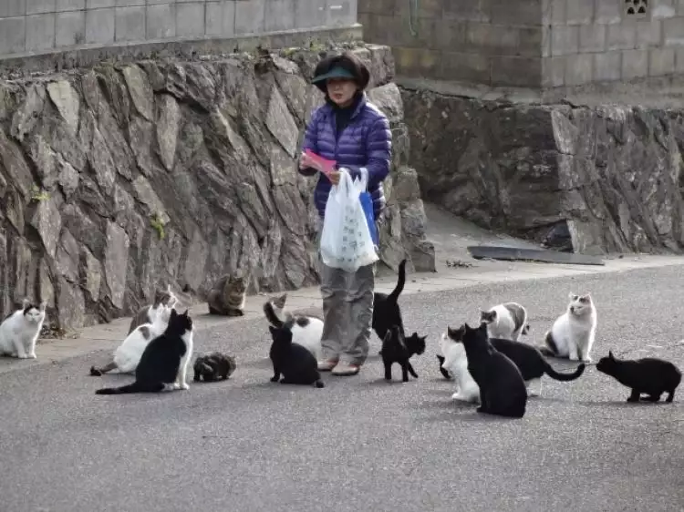 Di pulau ini populasi kucing lebih banyak dari manusianya
