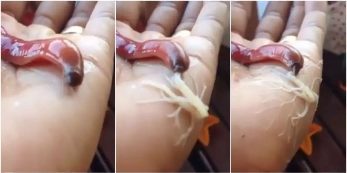 VIDEO: Ada hewan misterius punya belalai mirip Spiderman, geger!