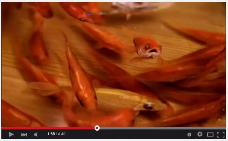 VIDEO: Awas, jangan terkecoh dengan ikan ini