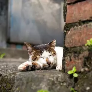 Susah konsentrasi? Kamu harus lihat gambar hewan lucu agar fokus lagi