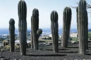 Jangan takut kaktus, manfaatnya ternyata banyak lho