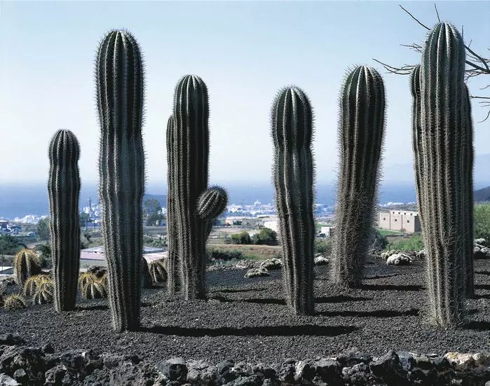 Jangan takut kaktus, manfaatnya ternyata banyak lho