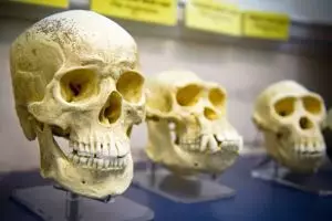 Ilmuwan Harvard: Manusia sudah berevolusi menjadi spesies baru!