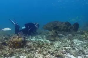 VIDEO: Keganasan hiu takluk di mulut ikan asin dalam sekali telan