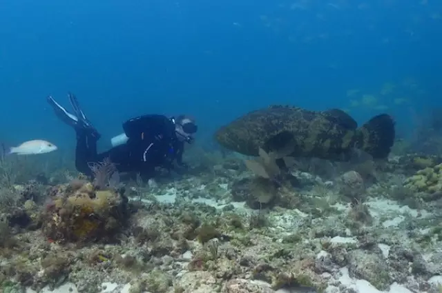 VIDEO: Keganasan hiu takluk di mulut ikan asin dalam sekali telan