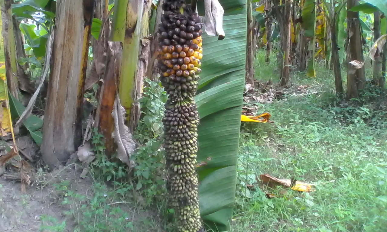 Pisang ajaib &amp; langka, bisa muncul seribu buah dalam satu tandan