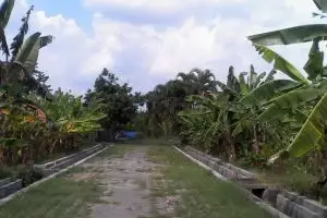 Terlengkap se-Asia Tenggara, kebun pisang di Jogja tanam 346 jenis