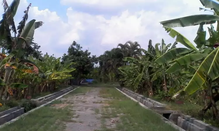 Terlengkap se-Asia Tenggara, kebun pisang di Jogja tanam 346 jenis