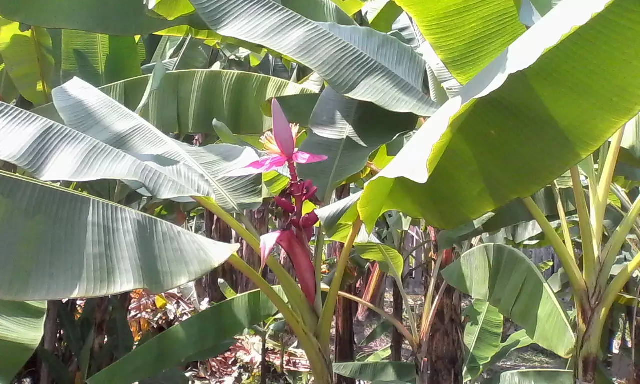 Pisang Genderuwo, pisang unik &amp; langka Indonesia, ada lagi lainnya?