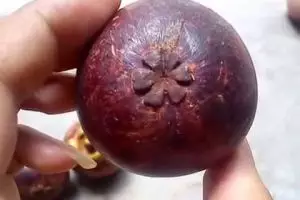 Ini awal mula munculnya peribahasa 'tebak-tebak buah manggis'