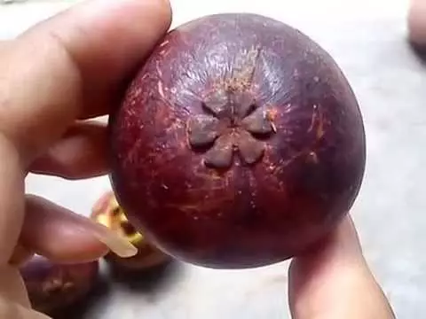 Ini awal mula munculnya peribahasa 'tebak-tebak buah manggis'