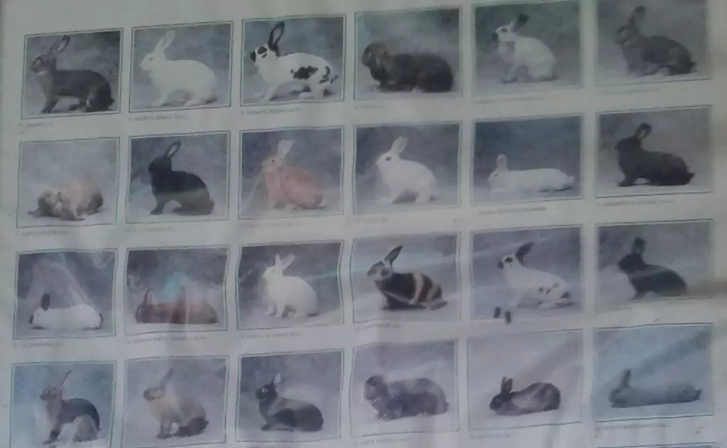 Cerita Djimsan Santoso, sudah 14 tahun bersahabat dengan kelinci