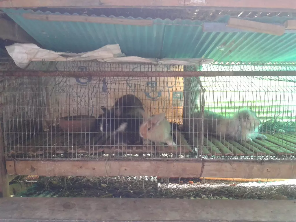 Khasiat kelinci, urinnya suburkan tanaman &amp; kepalanya suburkan manusia