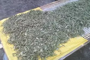 Minum seduhan daun sukun berkhasiat obati penyakit ginjal & diabetes